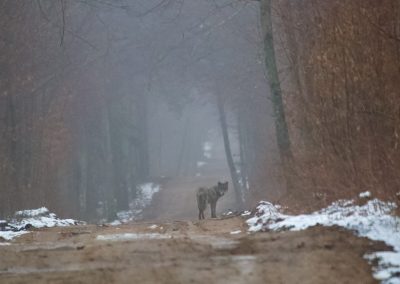 09 wolf bialowieza forest lukasz mazurek 1