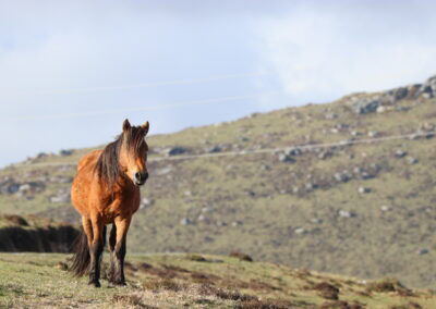 1 IMG 2281 Xistral09 E.caballus wp66 Cadramon LauraLagos