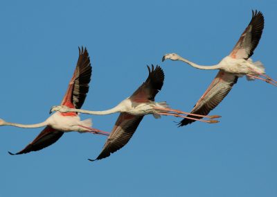 1 Tag Portugal Joao Greater Flamingos Ria Formosa