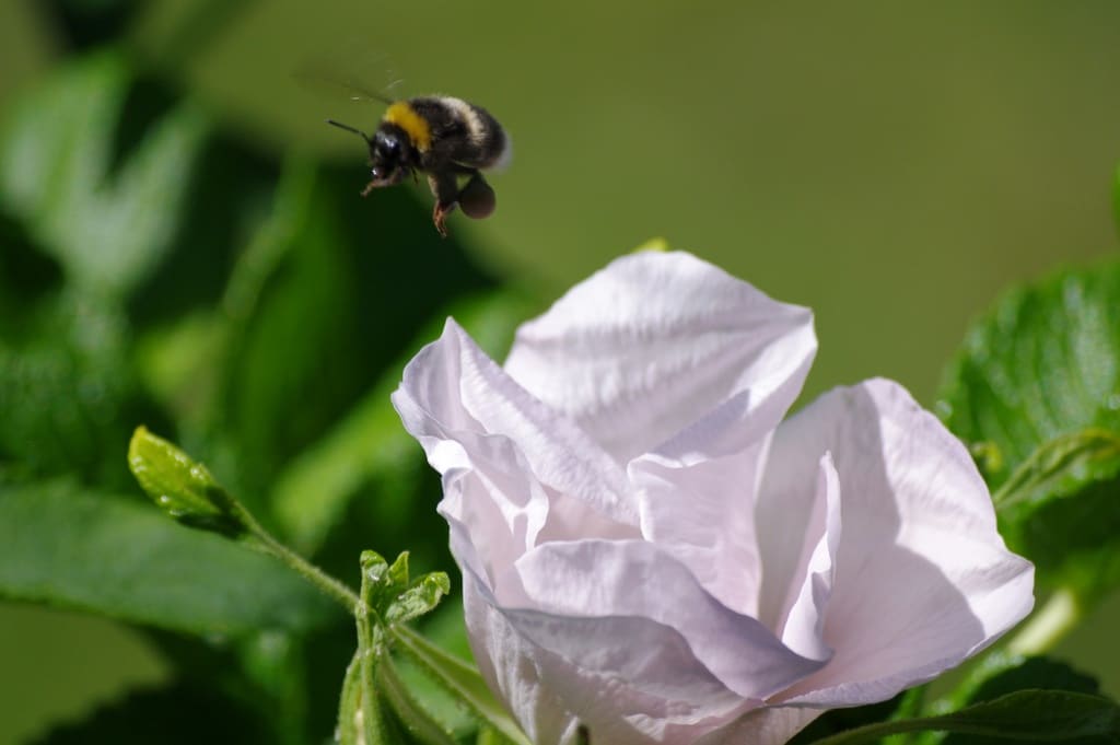 Böse Bauern – gute Gartenbesitzer? Warum das Insektensterben uns alle angeht.