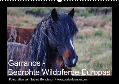 Garrano Wildpferdekalender