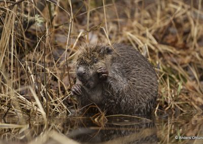 Anders Ohlund beaver 01