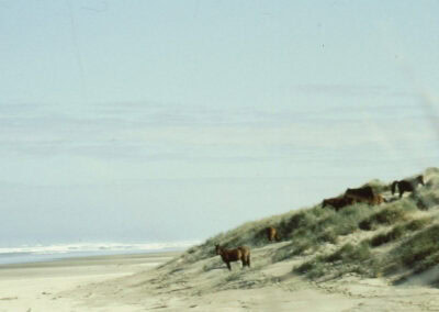 Wildpferde Neuseeland