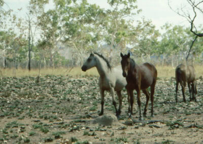 Wildpferde in Australien im Outback