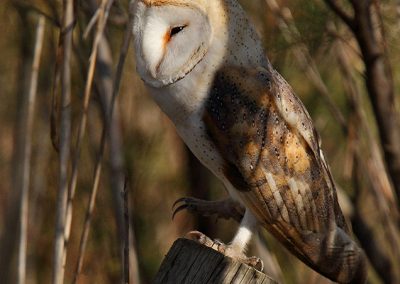 Barn Owl MG 8093