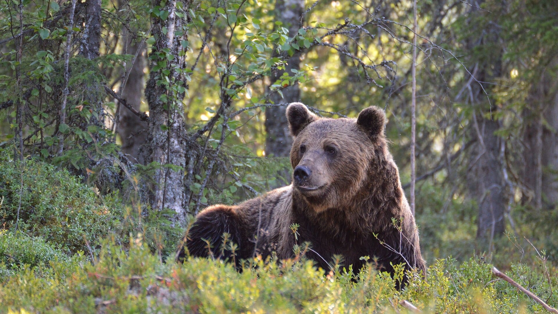 Wildtiere, Natur und Kultur! 8 Bear 1