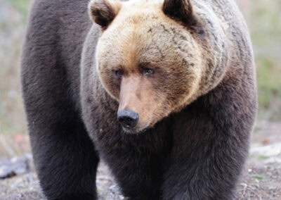 Bear 2