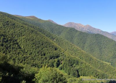 Bosques de Liebana LFrechilla