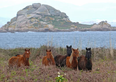 Caballos Salvora PNIslasAtlanticas LFrechilla