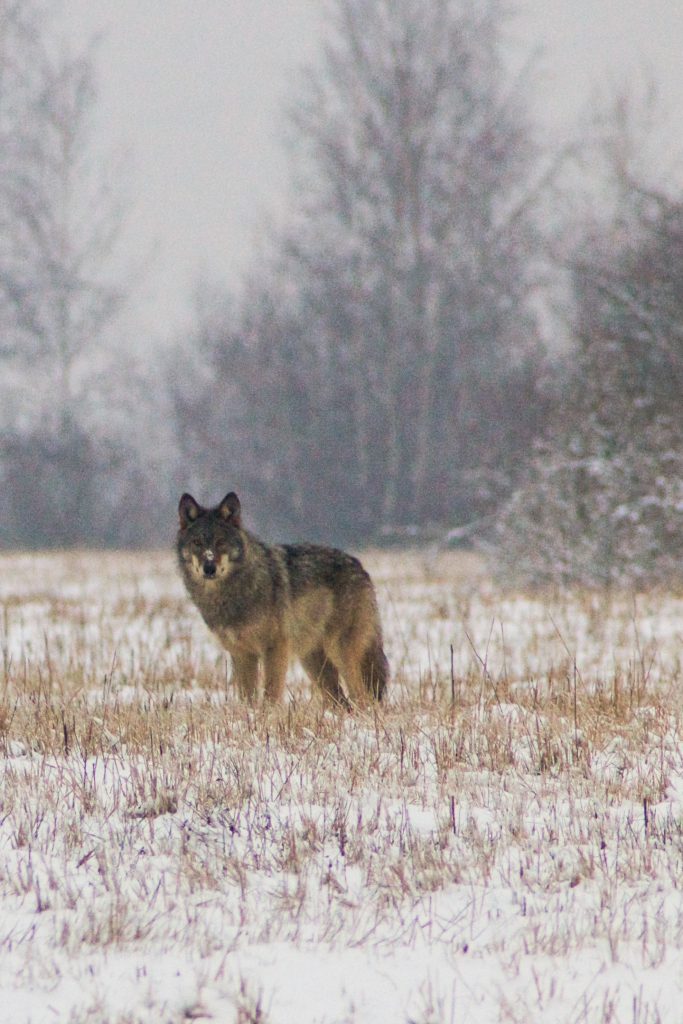 Deutschland Winter Wolf Lausitz perlenfaenger.com stephan kaasche