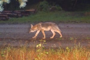 Drittes Wolfsrudel in Niedersachsen