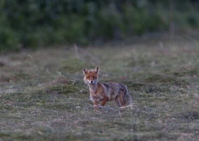 Flughörnchen, Orchideen und Bären – Estland im Mittsommer 9 Estland Fuchs