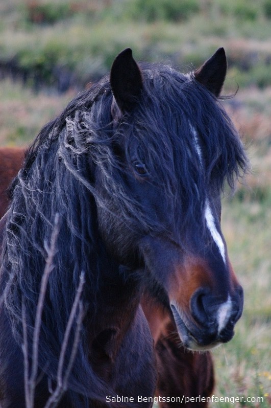 Garrano Wildpferd