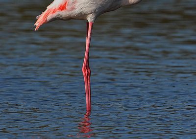 Great Flamingo MG 8408