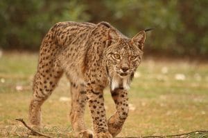 Guadiato perlenfaenger luchs pardelluchs andalusien naturreise