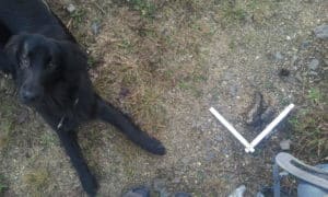 Isla Ausbildung fuer Wolf Losungen perlenfaenger.com cati blum