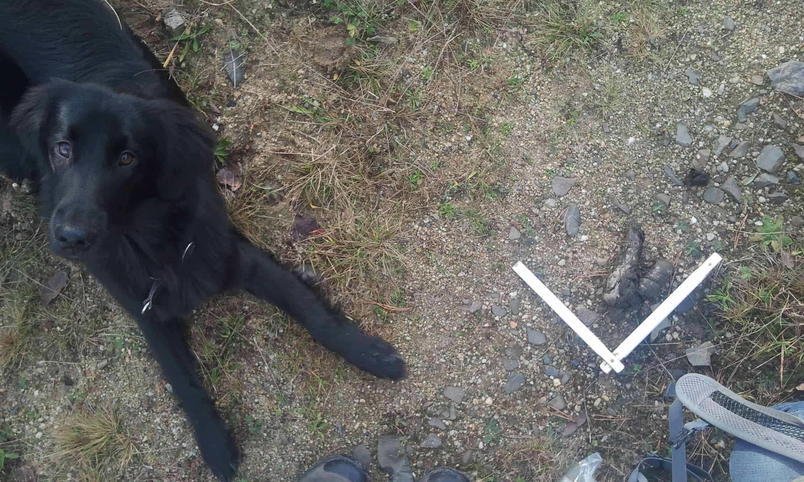 Wolfsakitivitäten in der Lausitz!