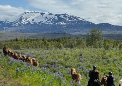 Island Hekla perlenfaenger 3