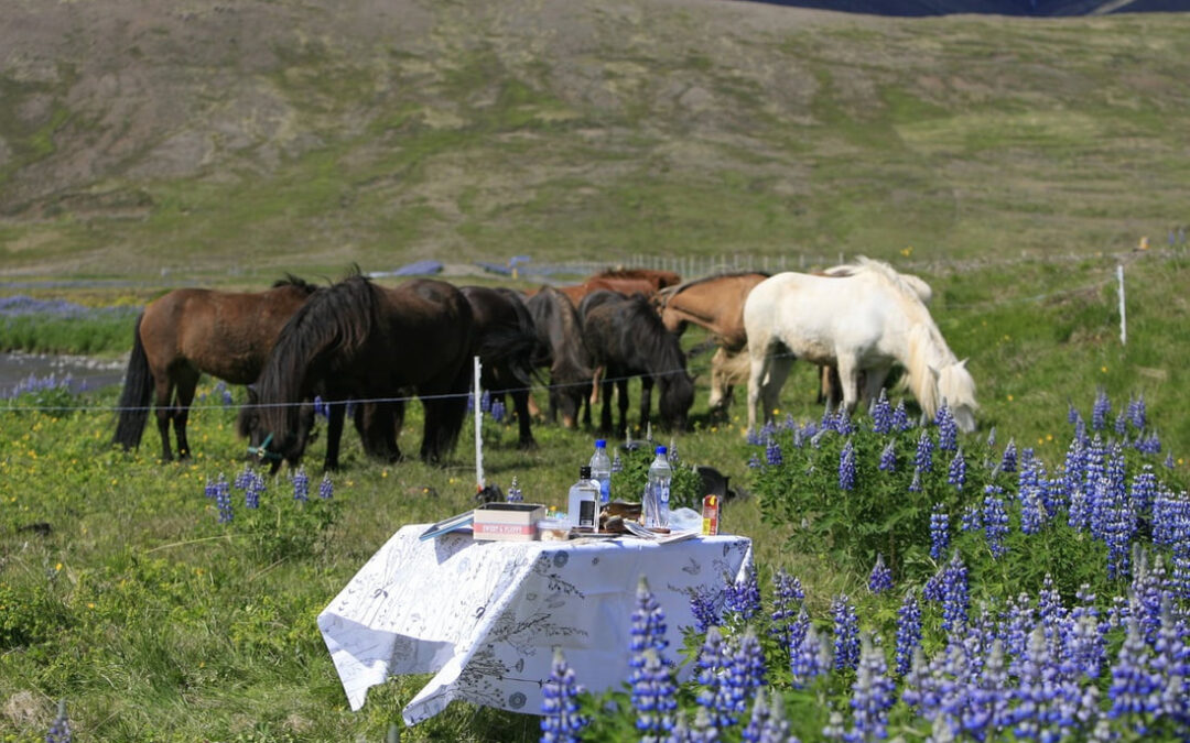 Genuss-Reiten und Tierschutz auf Island! Warum diese Reiterreisen anders sind, als andere Reitertouren und Sie bei uns buchen sollten!