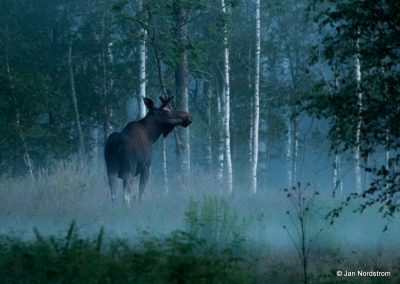 Jan Nordstrom Moose bull 5 002