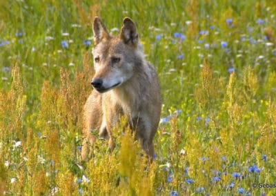 Junger Wolf auf Blumenwiese