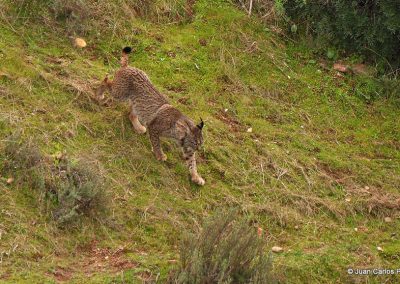 Lince MG 5733