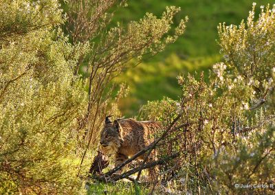 Lince macho MG 3269