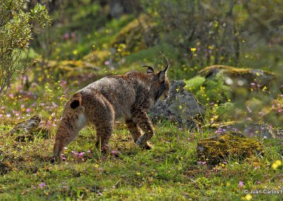 Lince mirador MG 1066