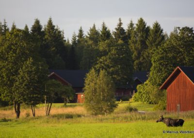 Marcus Westberg moose 1