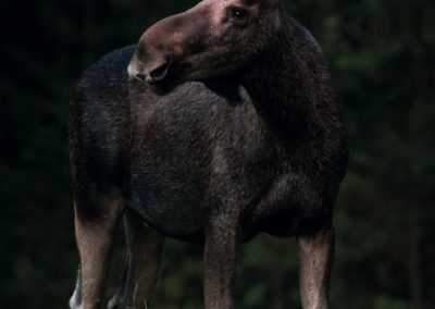 Marie Mattsson moose bull 02