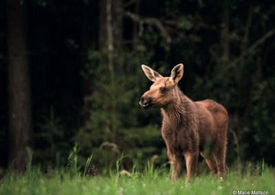 Marie Mattsson moose calf summer 01