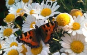 Mähen Blumenwiese