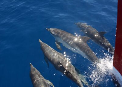 La Gomera Reise – Delfine, Wale und Natur intensiv erleben 15 Oceano Gomera Wale perlenfaenger 1