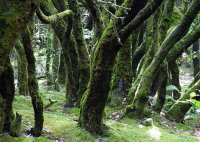 La Gomera Reise – Delfine, Wale und Natur intensiv erleben 10 Oceano Gomera Wale perlenfaenger 5