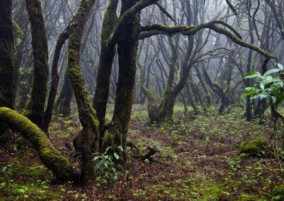 La Gomera Reise – Delfine, Wale und Natur intensiv erleben 5 Oceano Gomera Wale perlenfaenger 7