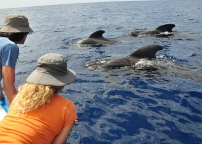 La Gomera Reise – Delfine, Wale und Natur intensiv erleben 7 Oceano Gomera Wale perlenfaenger 9