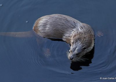 Otter MG 8725