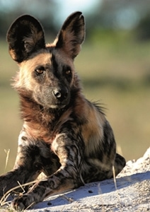 Painted Dogs Schutzprojektreise Simbabwe