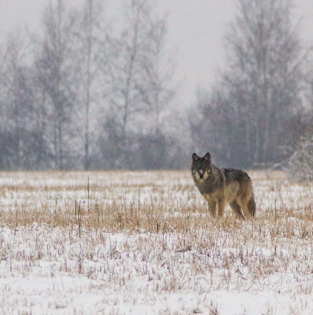 Wolf gesichtet auf Lausitz-Exkursion