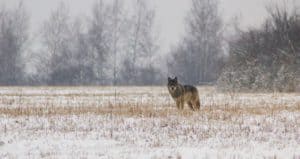 Perlenfaenger.com Wolf April 2014 © Wolflandtours 1