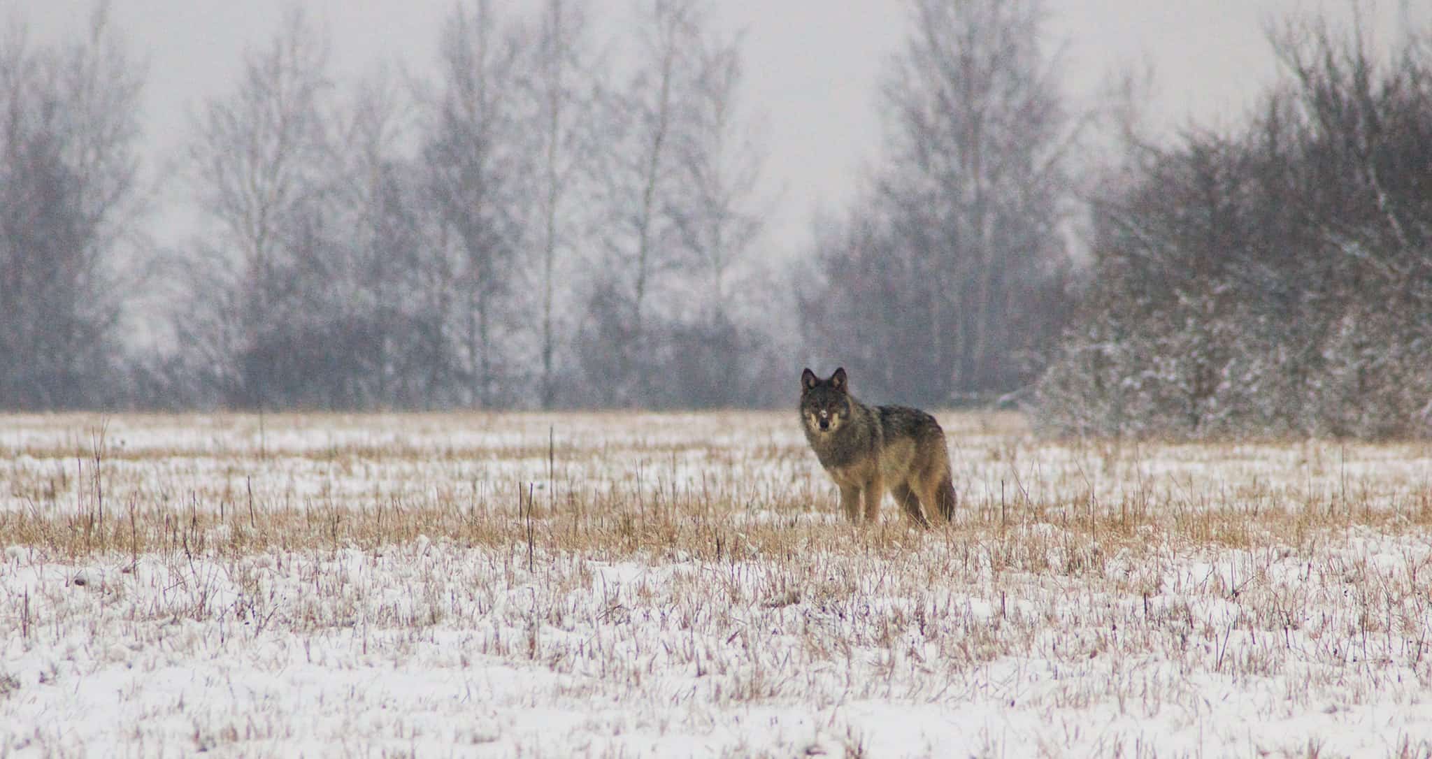 Wolf gesichtet auf Lausitz-Exkursion