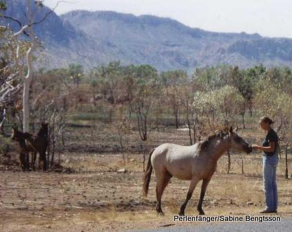Brumby Wildpferd in Australien bei Begegnung mit Sabine Bengtsson