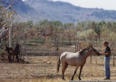 Perlenfaenger Brumby Australien Sabine Bengtsson Wildpferde