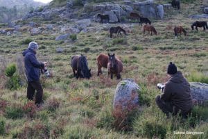 Perlenfaenger Naturreisen Artenschutz Wildpferde Wolf Portugal Garranos und iberische Woelfe Sabine Bengtsson 17