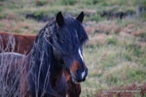 Perlenfaenger Naturreisen Artenschutz Wildpferde Wolf Portugal Garranos und iberische Woelfe Sabine Bengtsson 39