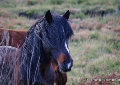 Perlenfaenger Naturreisen Artenschutz Wildpferde Wolf Portugal Garranos und iberische Woelfe Sabine Bengtsson 39