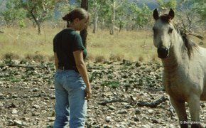 Perlenfaenger Naturreisen Artenschutz Wildpferde Wölfe Australien Brumby Sabine Bengtsson 1
