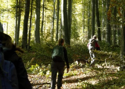 Perlenfaenger Rumaenien Waldwanderung woelfe wildpferde