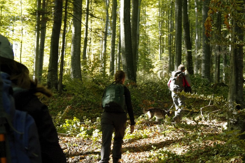 Perlenfaenger Rumaenien Waldwanderung woelfe wildpferde