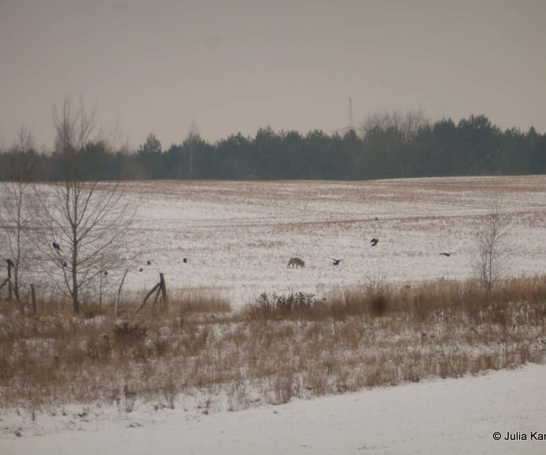 Aktuelle Wolfssichtung in der Lausitz…